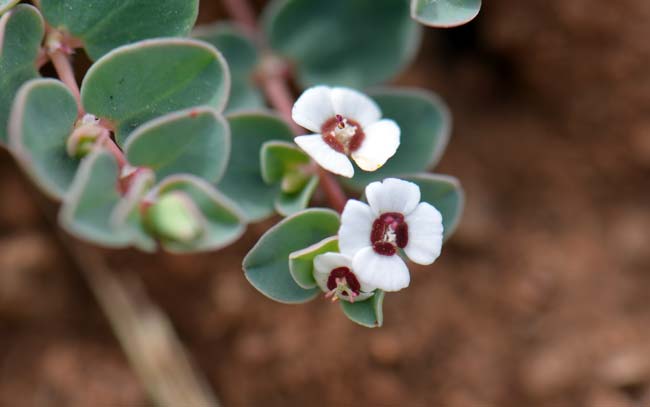 Chamaesyce albomarginata, Whitemargin Sandmat, Southwest Desert Flora